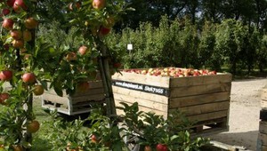 Cueillir des pommes à l'Olmenhorst
