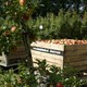Picking apples at the Olmenhorst
