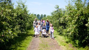 Picking apples at the Olmenhorst