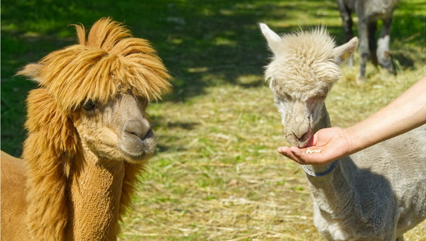 Overzicht alpaca uitjes Nederland - Reisliefde
