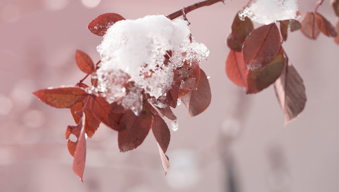 Rood - bladeren - takje - sneeuw