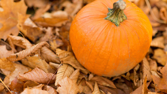 Pumpkin | Leaves | Forest | Autumn