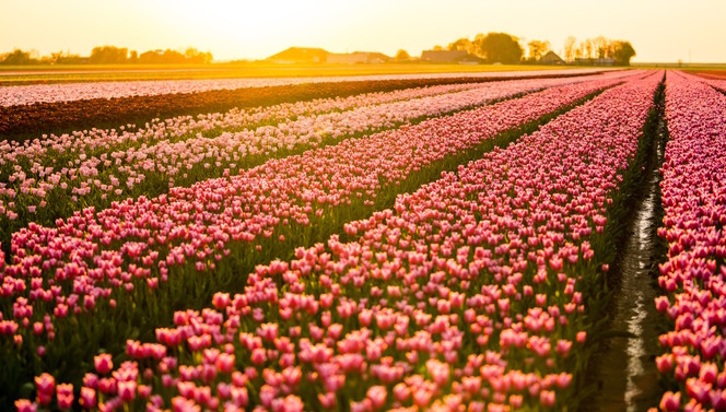 Blumenzwiebelfelder | Tulpen | Blumenzwiebelregion | Niederlande
