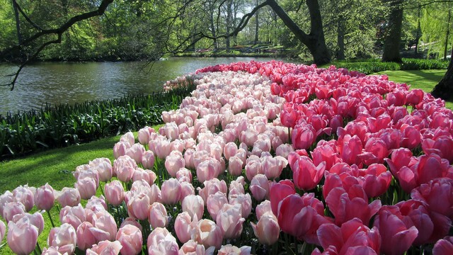 Tulips & more
